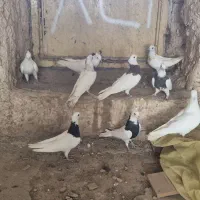 طوقی|پرنده|بوئین زهرا, |دیوار