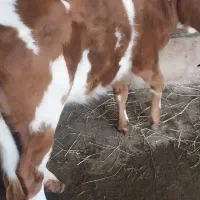 گوساله دو رگ هلشتاین