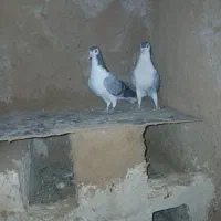 دم گیر
