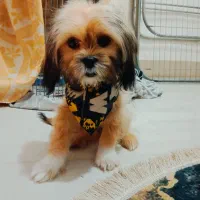 سگ شیتزو عروسکی