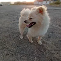 سگ نژاددار