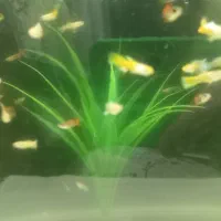 ماهی گوپی گلدن یلو|ماهی|اصفهان, ملکشهر|دیوار