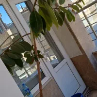 فروش جوفیل ۲متر به بالا
