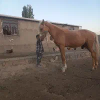 اسب|اسب و تجهیزات اسب‌سواری|مشهد, رباط طرق|دیوار