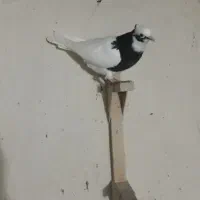 کبوتر|پرنده|شیراز, رکن‌آباد|دیوار