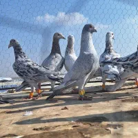 ۱۲تا هفرنگ پرخال همه جوان بشرط|پرنده|الوند, |دیوار