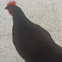 مرغ و خروس جوان