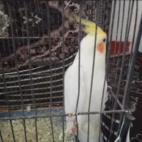 عروس هلندی|پرنده|رامشیر, |دیوار