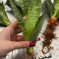 گل سانسوریا