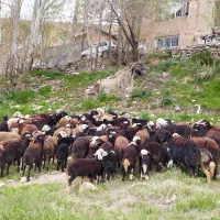 میش و بره