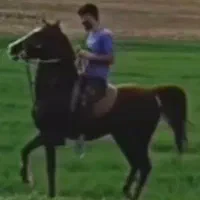 اسب کرد کره سهیل حیدر