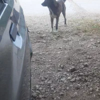 سگ افقان