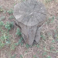 چوب باغی دارم خشک و تر وپالت تناژ مزایده