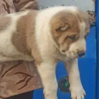 توله ماستیف آلابای وارداتی نر نگهبان باهوش