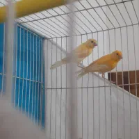 جوجه قناری|پرنده|مشهد, طبرسی شمالی|دیوار