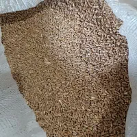 گندم بذری کریم