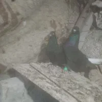 کفتر