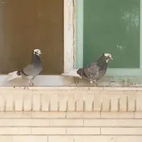 کبوتر قندی|پرنده|خورموج, |دیوار