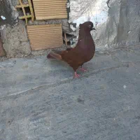 ماده سرخ