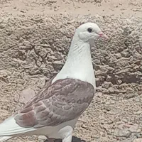 کفتر|پرنده|زابل, |دیوار