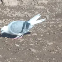 یک جفت کبوتر|پرنده|بیرانوند, |دیوار