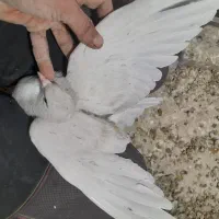 جوجه وجوونه وجفتگاهی خوشگل|پرنده|نیشابور, مدرس|دیوار