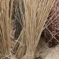 نهال صنوبر سریعالرشد نیگرا ترکیه