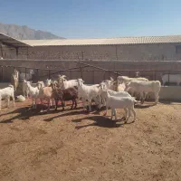 فروش تعدادی میش و بز سانن|حیوانات مزرعه|زرقان, |دیوار