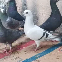 کبوتر نوک ریز|پرنده|خورموج, |دیوار