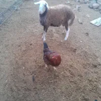 بره قوچ‌چاق