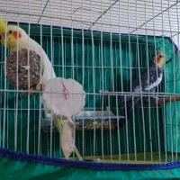 فروش جفت عروس هلندی|پرنده|اهواز, شهرک دانشگاه|دیوار