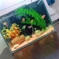 اکواریوم به همراه لوازم