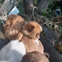 فروش سگ پاکوتاه|سگ|رحیمآباد, |دیوار