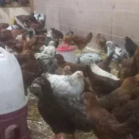 فروش ۹۰۰ عدد مرغ وخروس گلپایگان به صورت کلی وجزئ|حیوانات مزرعه|تهران, تهرانسر شرقی|دیوار