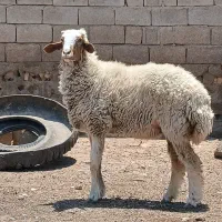 2عدد گوسفند انعیمی آبستن درخرمشهر