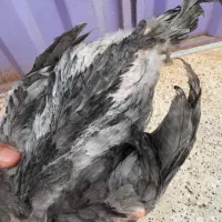 جوجه لاری طوسی مشکی یدست قورتاج نوک طوطی|حیوانات مزرعه|تهران, آذربایجان|دیوار