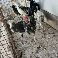 خروس گلین ۶ماهه