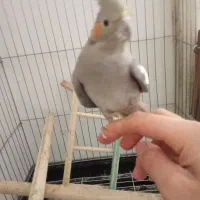 یک جفت عروس هلند سالم نر ماده|پرنده|شبستر, |دیوار