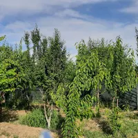 فروش زمین باغی ۲۱۵ متری در کریم‌آباد|فروش زمین و ملک کلنگی|تهران, کریم‌آباد|دیوار