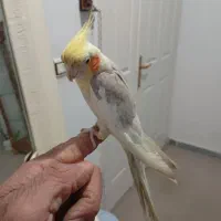 جوجه عروس ..وعروس نر بالغ رام|پرنده|ساری, |دیوار