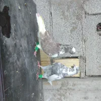 یه جفت کبوتر عتیقه ساعتی|حیوانات|مسجد سلیمان, |دیوار