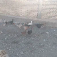 ۱۲ عدد مرغ و یک عدد سگ|حیوانات مزرعه|اندیکا, |دیوار