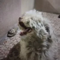 سگ  یک ساله شپیتزو