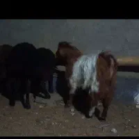 بزغاله نر چاق