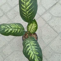 دیفن واریکاو....|گل و گیاه طبیعی|شیراز, شهرک مطهری|دیوار