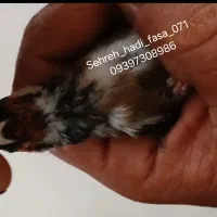 سهره زاغ پلاک پا متولد قفس