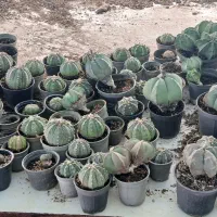 فروش یکجا گل های یک گلخانه