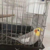 عروس هلندی نر سخنگو