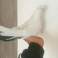 کبوتر تهرانی ویک عدد اصفهانی|پرنده|برخوار, |دیوار