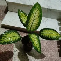 گل های آپارتمانی
